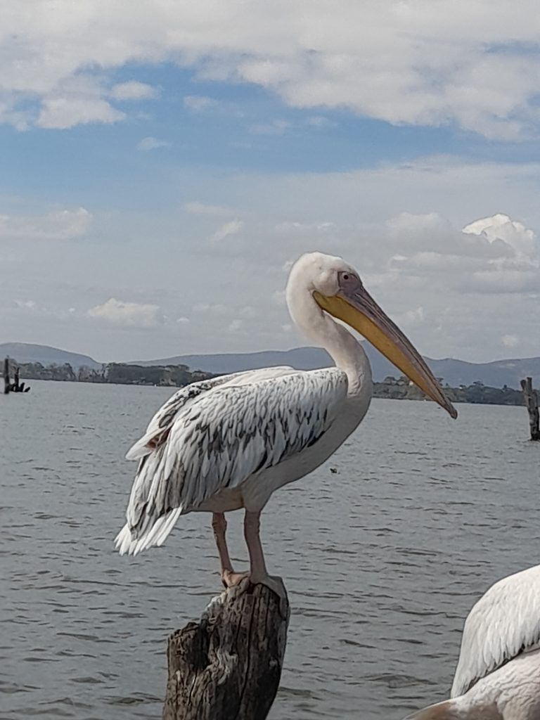 Pelicans Lake Naivasha