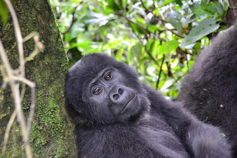 Rwanda Itineraries – From Gorillas to Cultural Immersion